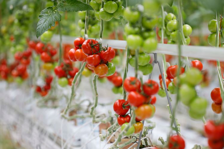 تاثیر آبیاری بر کشت گلخانه ای گوجه فرنگی